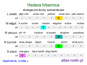 ekologiczne liczby wskaźnikowe Hedera hibernica (bluszcz irlandzki)