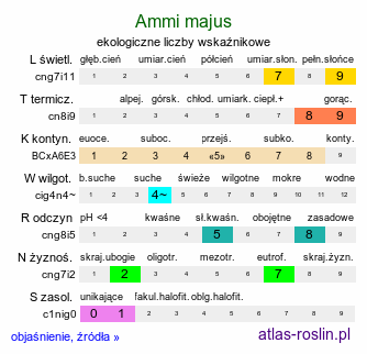 ekologiczne liczby wskaźnikowe Ammi majus (aminek wielki)