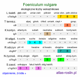 ekologiczne liczby wskaźnikowe Foeniculum vulgare (fenkuł włoski)