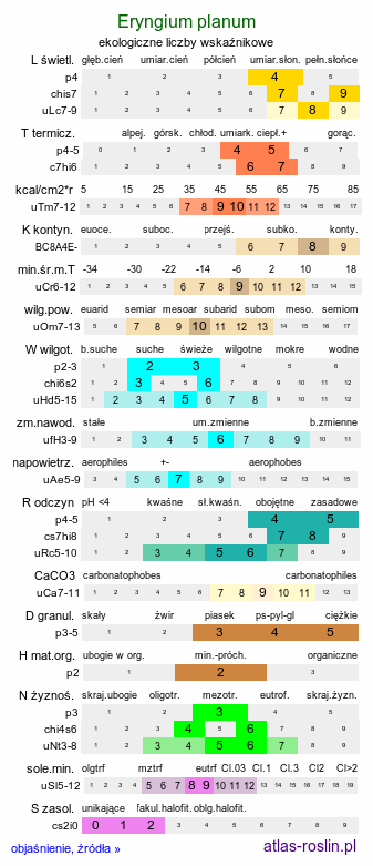 ekologiczne liczby wskaźnikowe Eryngium planum (mikołajek płaskolistny)