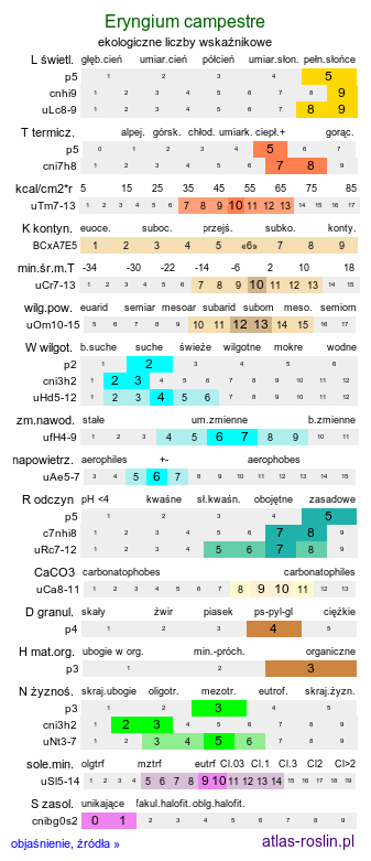 ekologiczne liczby wskaźnikowe Eryngium campestre (mikołajek polny)