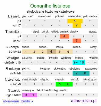 ekologiczne liczby wskaźnikowe Oenanthe fistulosa (kropidło piszczałkowate)