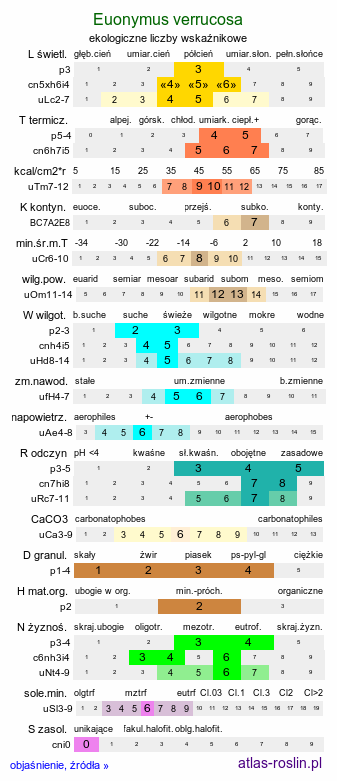 ekologiczne liczby wskaźnikowe Euonymus verrucosa (trzmielina brodawkowata)