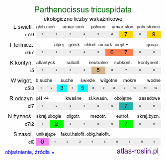 ekologiczne liczby wskaźnikowe Parthenocissus tricuspidata (winobluszcz trójklapowy)