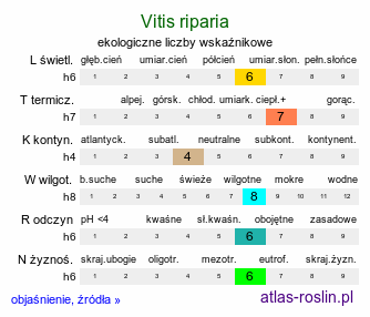 ekologiczne liczby wskaźnikowe Vitis riparia (winorośl pachnąca)