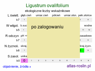 ekologiczne liczby wskaźnikowe Ligustrum ovalifolium (ligustr jajowatolistny)