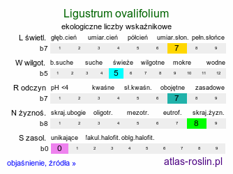 ekologiczne liczby wskaźnikowe Ligustrum ovalifolium (ligustr jajowatolistny)