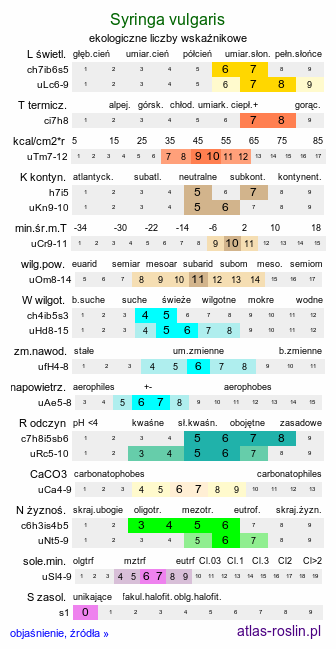 ekologiczne liczby wskaźnikowe Syringa vulgaris (lilak pospolity)