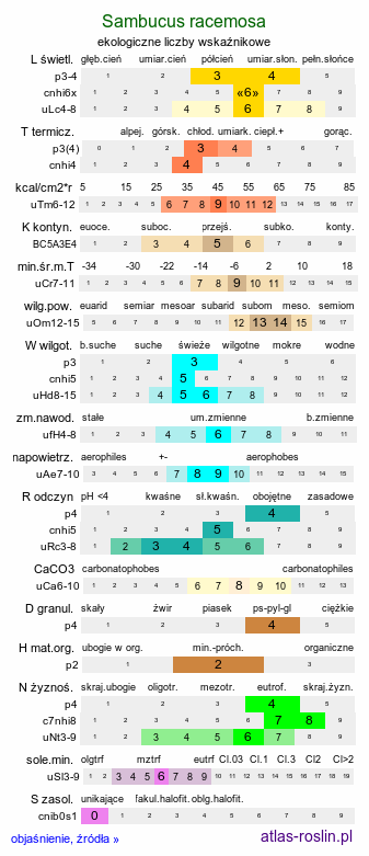 ekologiczne liczby wskaźnikowe Sambucus racemosa (bez koralowy)