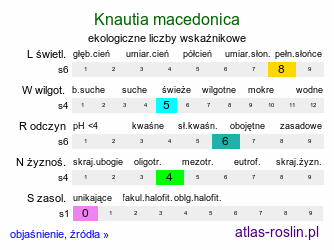 ekologiczne liczby wskaźnikowe Knautia macedonica