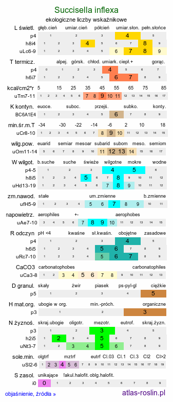 ekologiczne liczby wskaźnikowe Succisella inflexa (czarcikęsik Kluka)