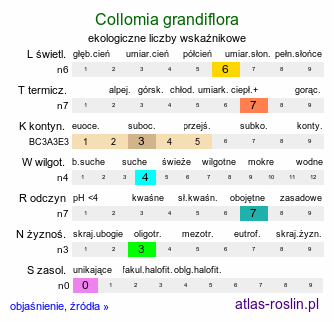 ekologiczne liczby wskaźnikowe Collomia grandiflora (kollomia główkowata)