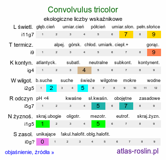 ekologiczne liczby wskaźnikowe Convolvulus tricolor (powój trójbarwny)