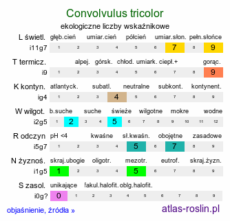 ekologiczne liczby wskaźnikowe Convolvulus tricolor (powój trójbarwny)