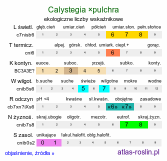 ekologiczne liczby wskaźnikowe Calystegia ×pulchra (kielisznik nadobny)