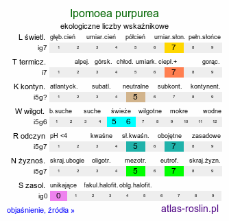 ekologiczne liczby wskaźnikowe Ipomoea purpurea (wilec purpurowy)