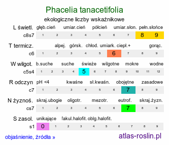 ekologiczne liczby wskaźnikowe Phacelia tanacetifolia (facelia błękitna)