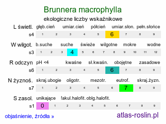 ekologiczne liczby wskaźnikowe Brunnera macrophylla (brunnera wielkolistna)