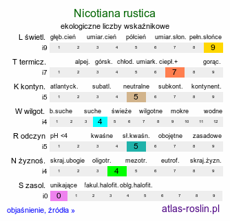 ekologiczne liczby wskaźnikowe Nicotiana rustica (tytoń bakun)