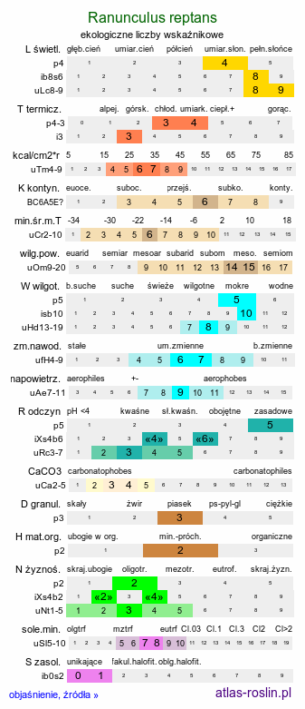 ekologiczne liczby wskaźnikowe Ranunculus reptans (jaskier leżący)