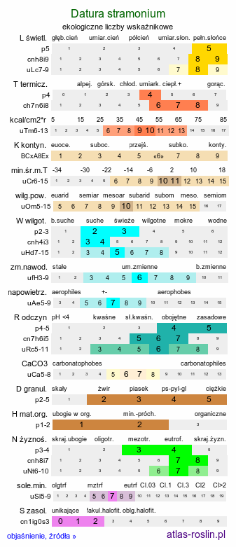 ekologiczne liczby wskaźnikowe Datura stramonium (bieluń dziędzierzawa)