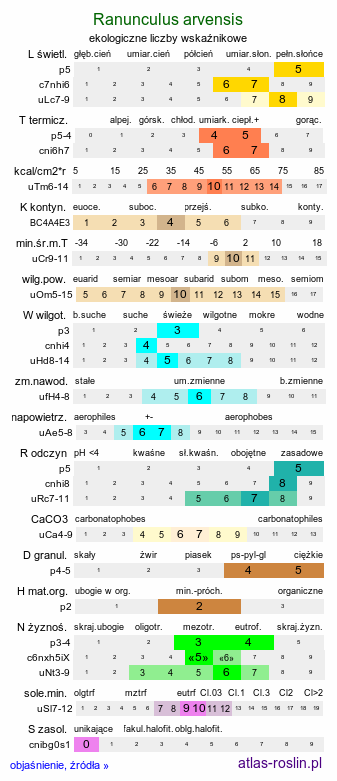 ekologiczne liczby wskaźnikowe Ranunculus arvensis (jaskier polny)