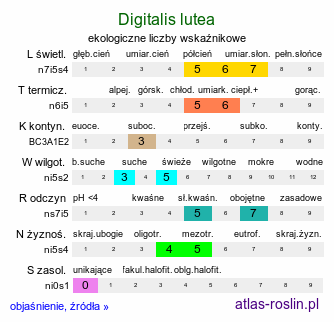 ekologiczne liczby wskaźnikowe Digitalis lutea (naparstnica żółta)