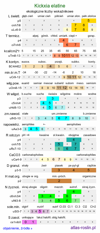 ekologiczne liczby wskaźnikowe Kickxia elatine (kiksja oszczepowata)