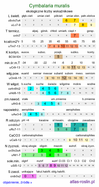 ekologiczne liczby wskaźnikowe Cymbalaria muralis (cymbalaria bluszczykowata)
