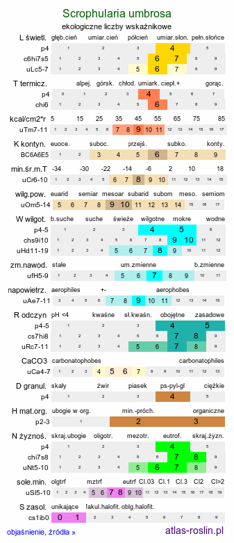 ekologiczne liczby wskaźnikowe Scrophularia umbrosa (trędownik skrzydlaty)
