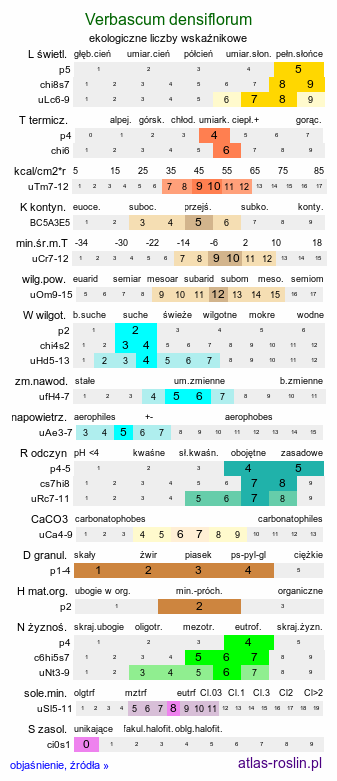 ekologiczne liczby wskaźnikowe Verbascum densiflorum (dziewanna wielkokwiatowa)