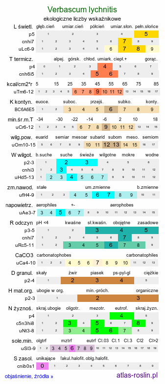 ekologiczne liczby wskaźnikowe Verbascum lychnitis (dziewanna firletkowa)