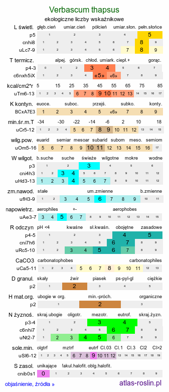 ekologiczne liczby wskaźnikowe Verbascum thapsus (dziewanna drobnokwiatowa)