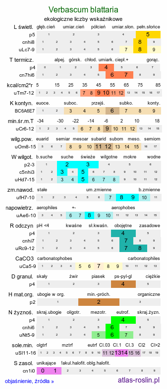 ekologiczne liczby wskaźnikowe Verbascum blattaria (dziewanna rdzawa)