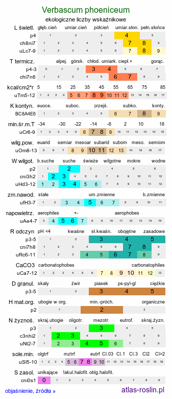 ekologiczne liczby wskaźnikowe Verbascum phoeniceum (dziewanna fioletowa)