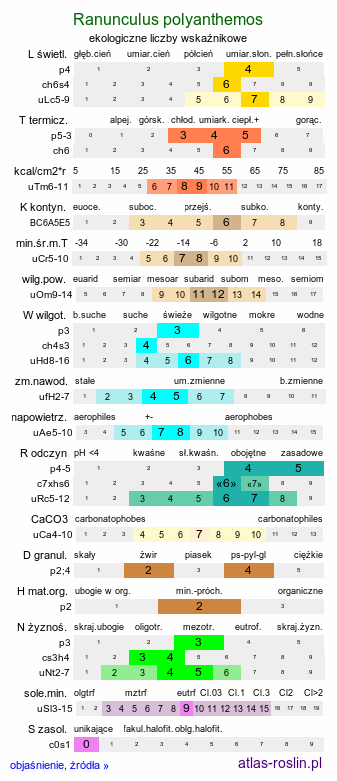 ekologiczne liczby wskaźnikowe Ranunculus polyanthemos (jaskier wielokwiatowy)