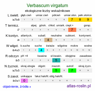 ekologiczne liczby wskaźnikowe Verbascum virgatum (dziewanna rózgowata)