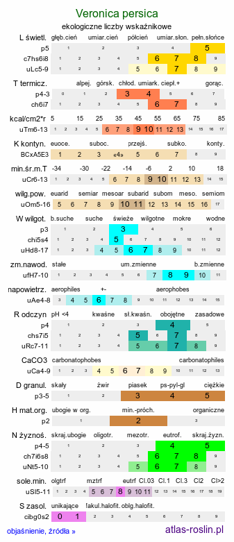 ekologiczne liczby wskaźnikowe Veronica persica (przetacznik perski)