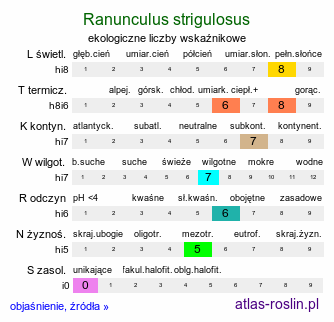 ekologiczne liczby wskaźnikowe Ranunculus strigulosus (jaskier rdzawy)