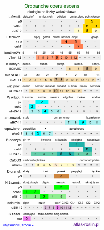 ekologiczne liczby wskaźnikowe Orobanche coerulescens (zaraza błękitnawa)