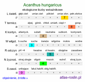 ekologiczne liczby wskaźnikowe Acanthus hungaricus (akant długolistny)