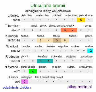 ekologiczne liczby wskaźnikowe Utricularia bremii (pływacz Brema)