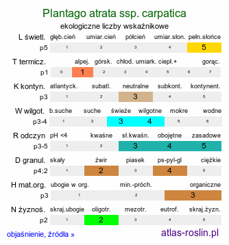 ekologiczne liczby wskaźnikowe Plantago atrata ssp. carpatica (babka górska)