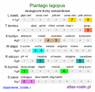 ekologiczne liczby wskaźnikowe Plantago lagopus (babka arktyczna)