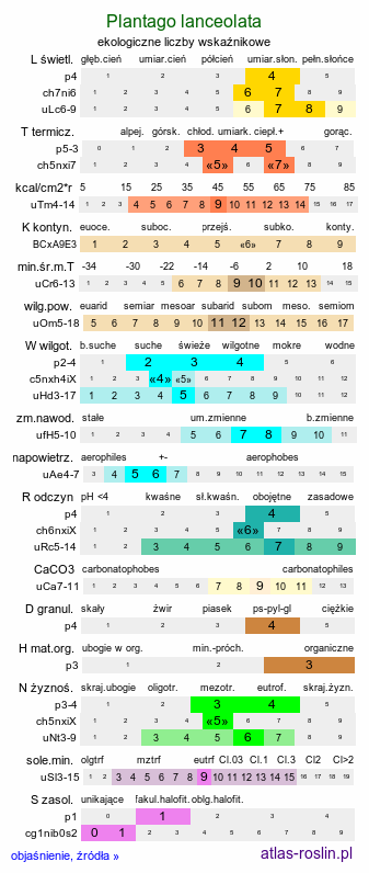 ekologiczne liczby wskaźnikowe Plantago lanceolata (babka lancetowata)