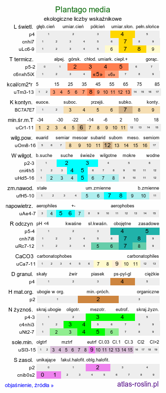ekologiczne liczby wskaźnikowe Plantago media (babka średnia)
