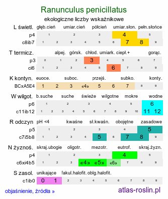 ekologiczne liczby wskaźnikowe Ranunculus penicillatus (jaskier pędzelkowaty)