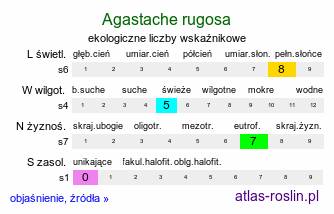 ekologiczne liczby wskaźnikowe Agastache rugosa (kłosowiec pomarszczony)