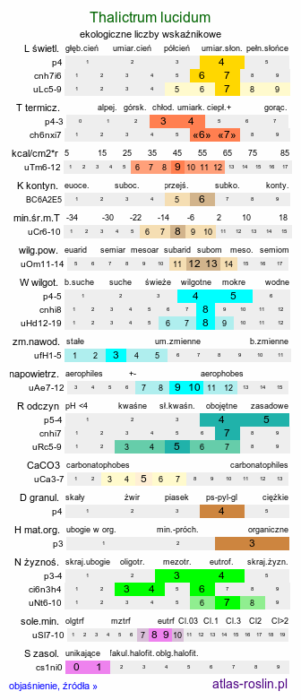 ekologiczne liczby wskaźnikowe Thalictrum lucidum (rutewka wąskolistna)