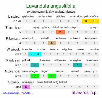 ekologiczne liczby wskaźnikowe Lavandula angustifolia (lawenda wąskolistna)